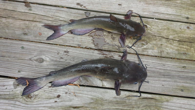 Pond - Bait for catfish that stay on the hook