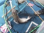 Fishing net Grey Fish Seafood Net