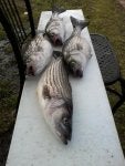 Fish Outdoor furniture Fish products Ray-finned fish Food